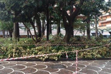 Piazza Lauro, via libera alla potatura degli alberi